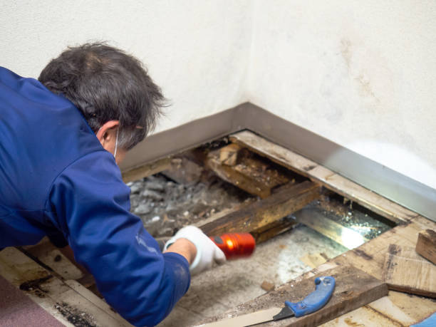 Best Mold Cleaning Services  in Kemmerer, WY