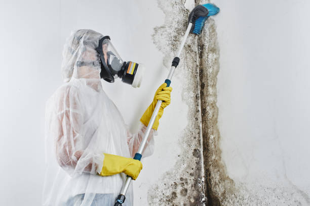 Mold Removal Process in Kemmerer, WY
