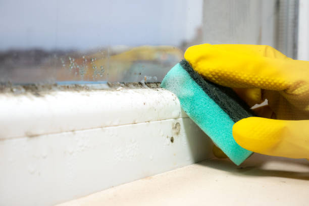 Best Certified Mold Removal  in Kemmerer, WY