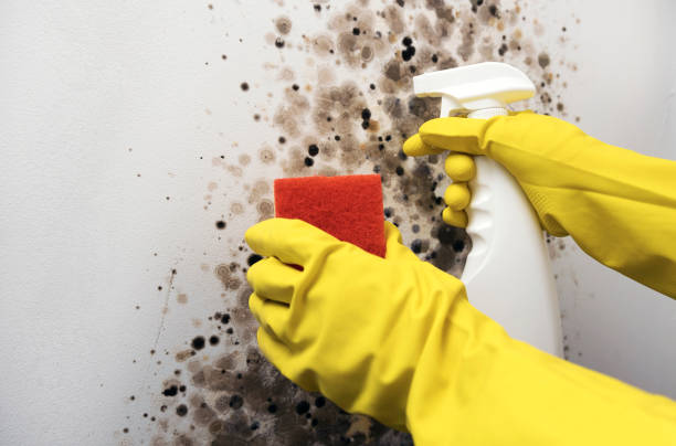 Best Toxic Mold Removal  in Kemmerer, WY