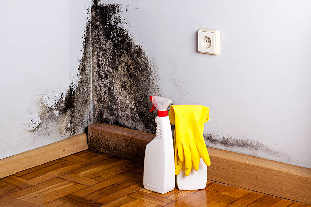 Best Mold Damage Repair  in Kemmerer, WY