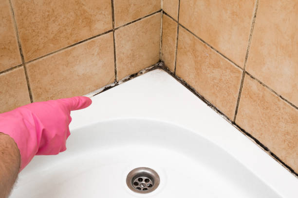 Best Fast Mold Removal  in Kemmerer, WY